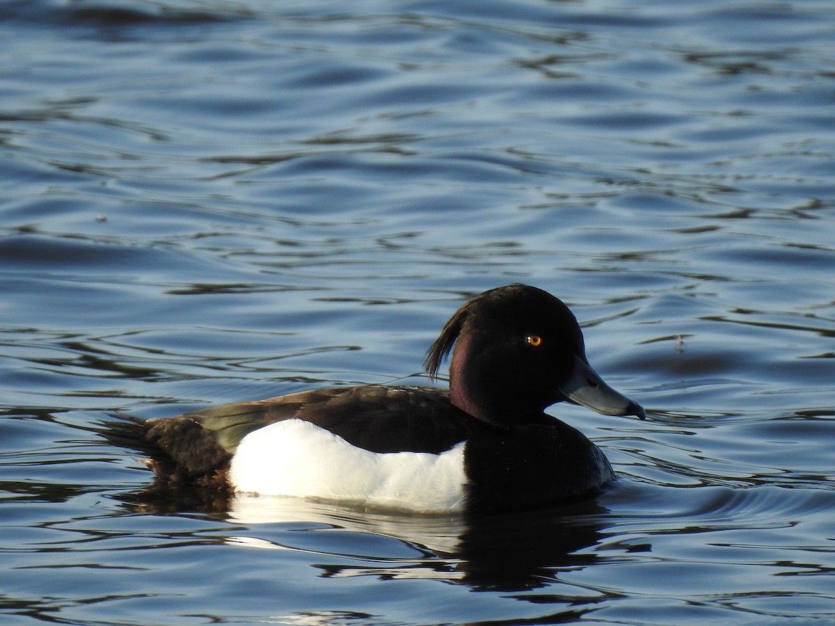 Tufted Duck - ML575471711