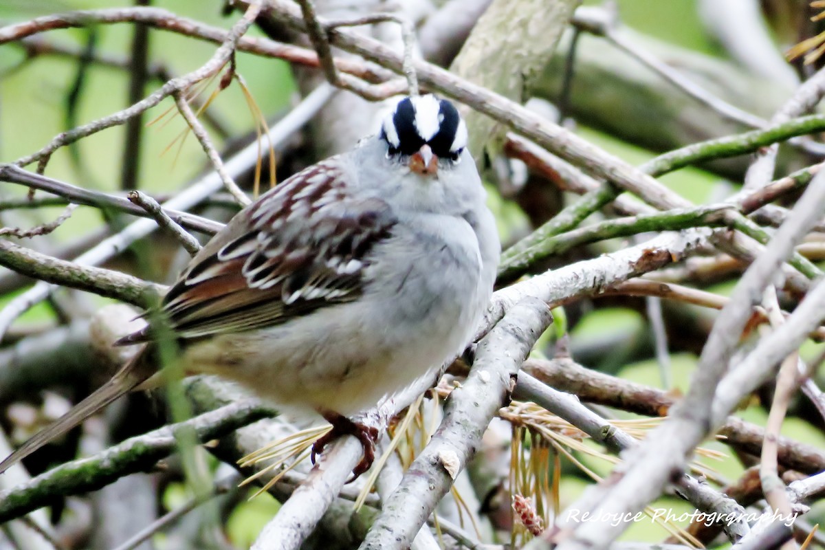 White-crowned Sparrow (leucophrys) - ML57547181