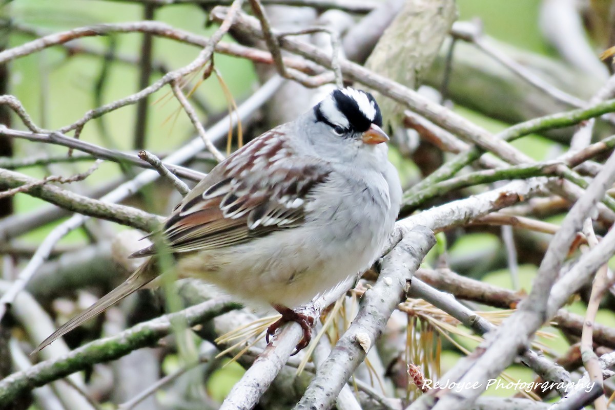 White-crowned Sparrow (leucophrys) - ML57547191