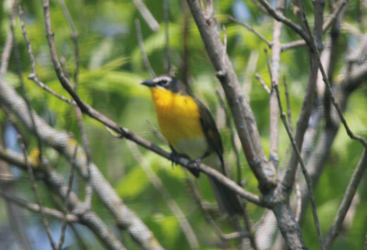 Yellow-breasted Chat - ML575479201