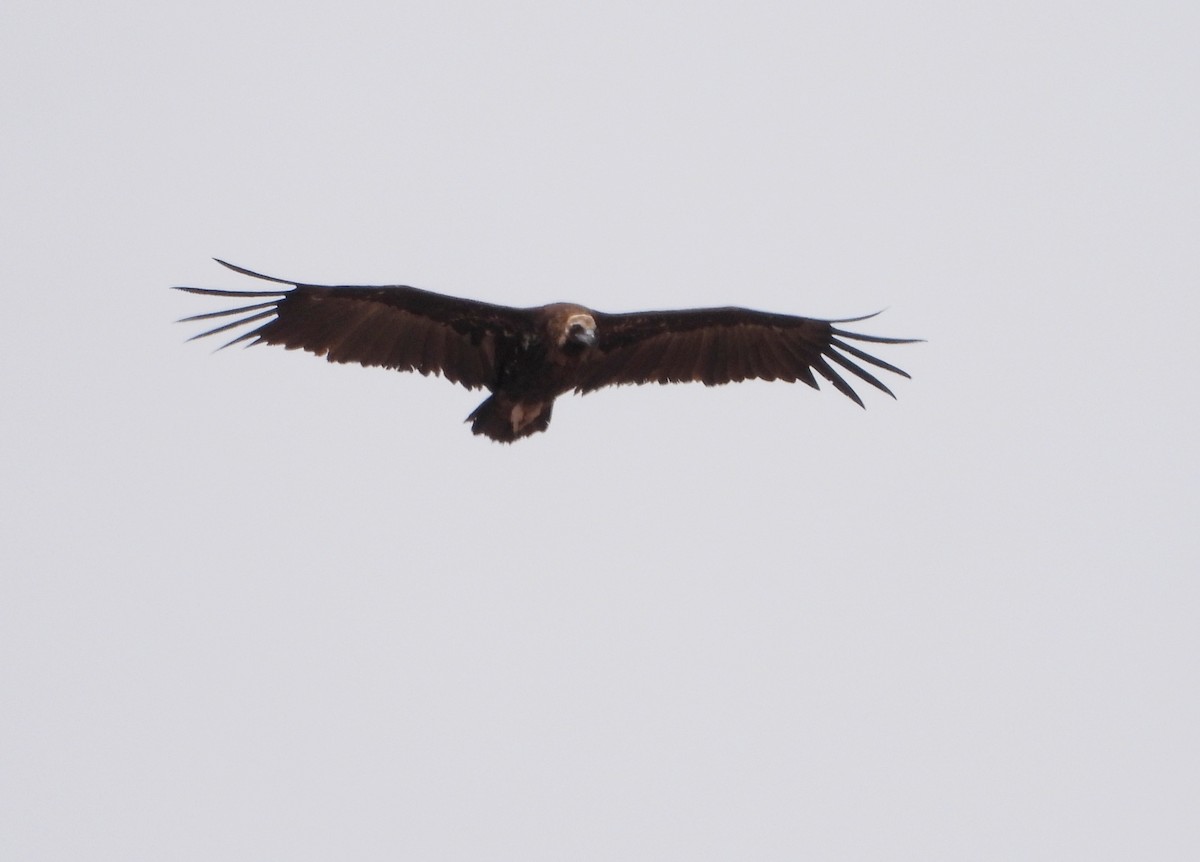 Cinereous Vulture - ML575483041