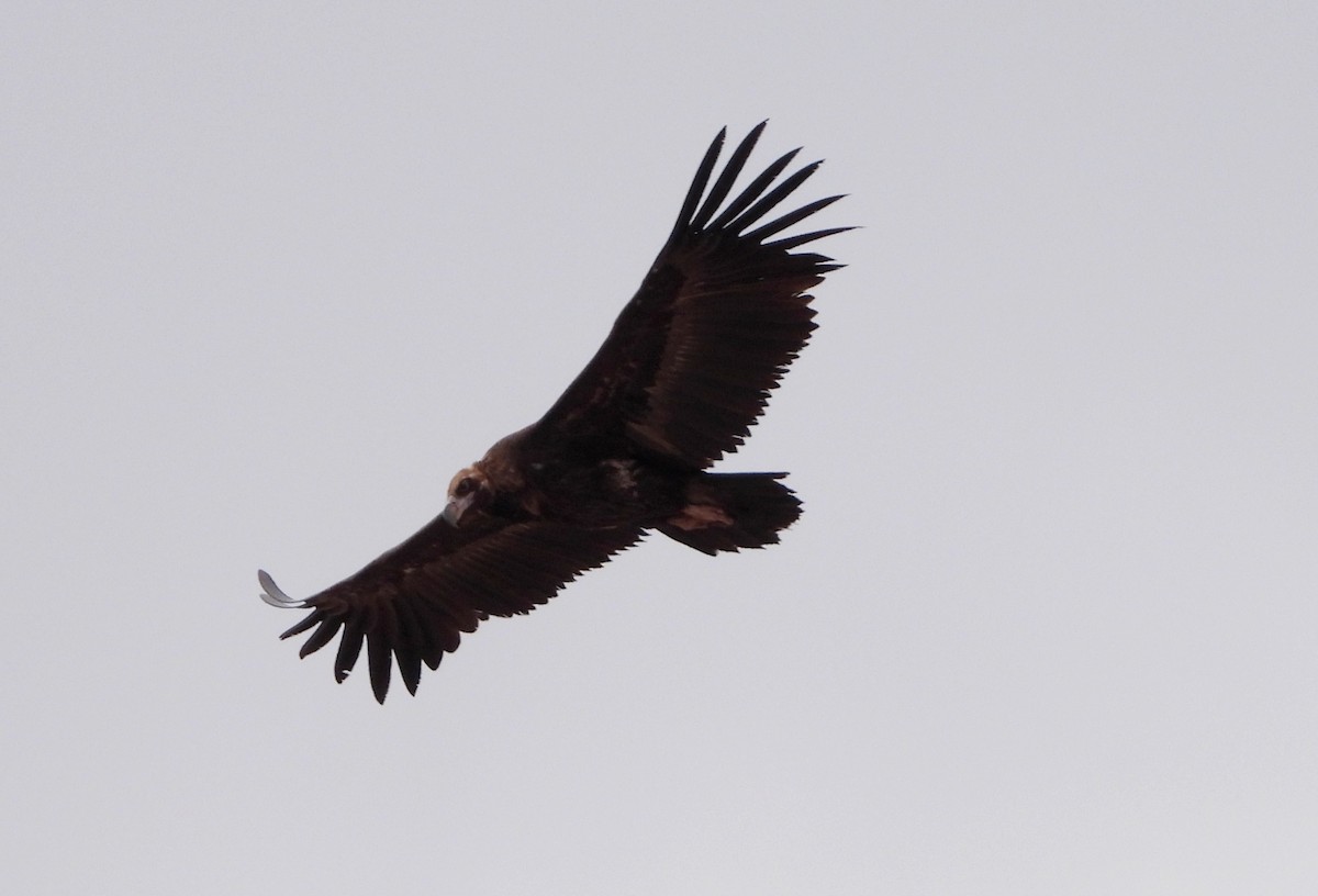 Cinereous Vulture - ML575485131