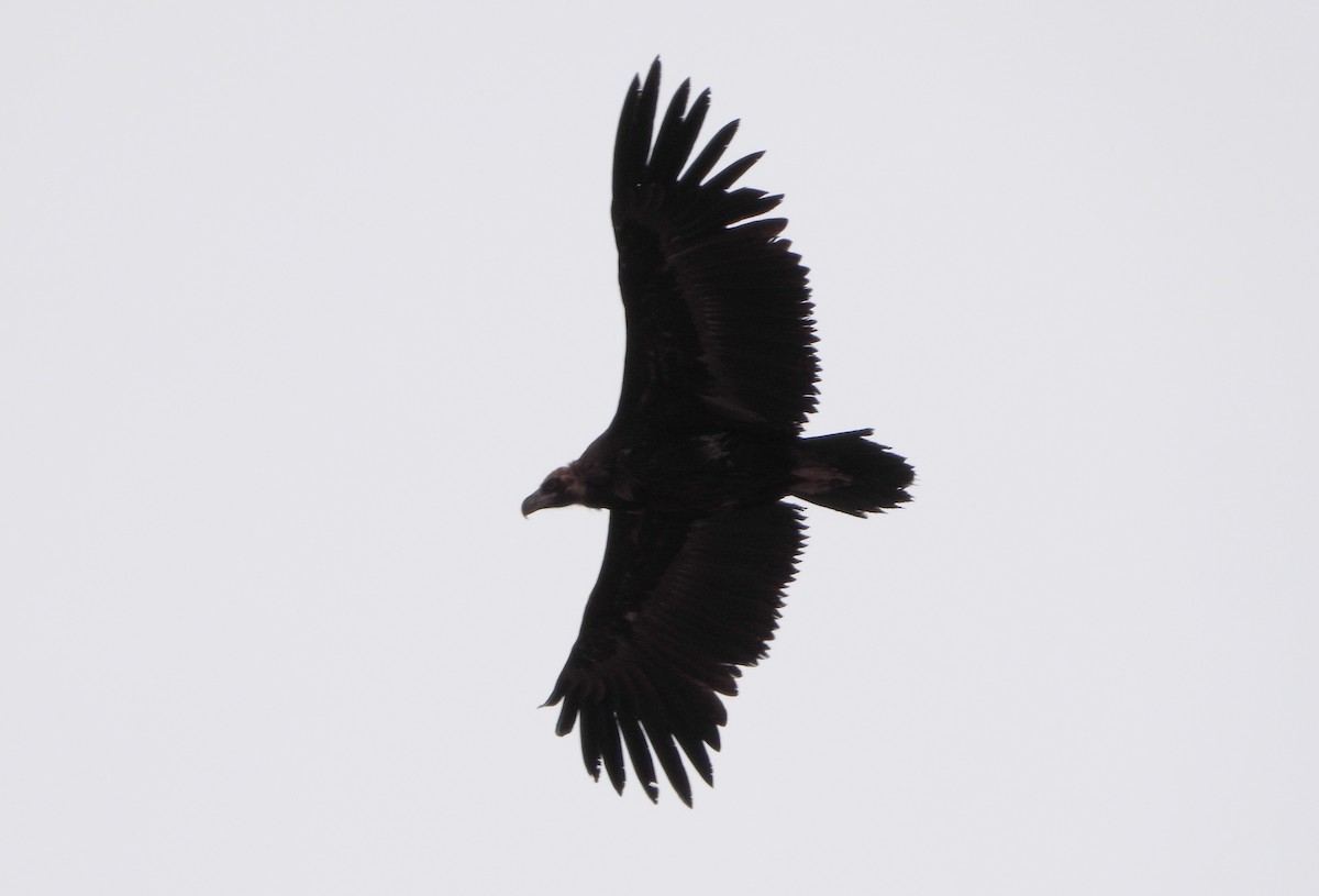 Cinereous Vulture - ML575485141