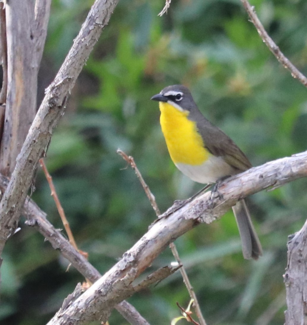 Yellow-breasted Chat - ML575486731
