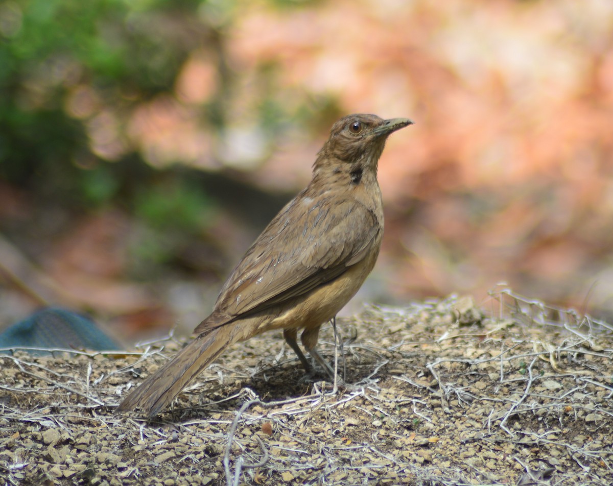 Clay-colored Thrush - Mary Anne Fluke