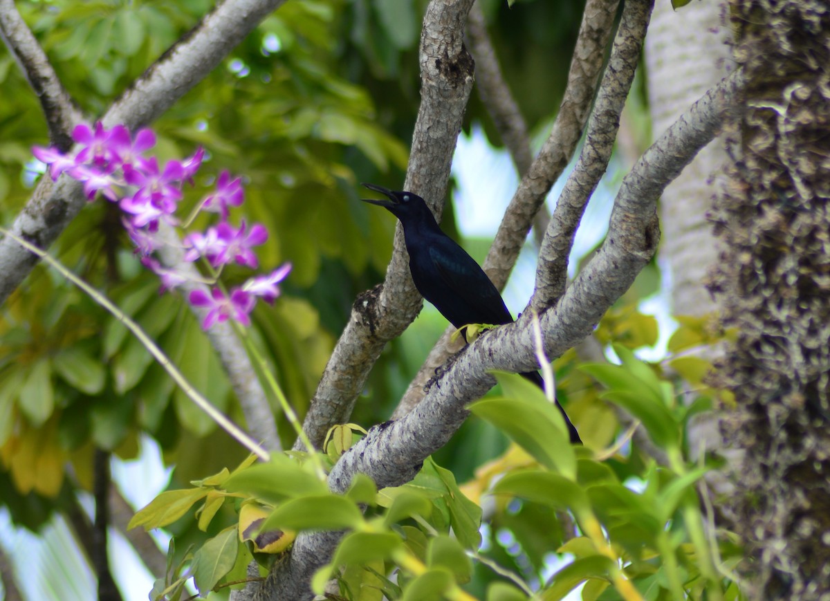 Great-tailed Grackle - Mary Anne Fluke