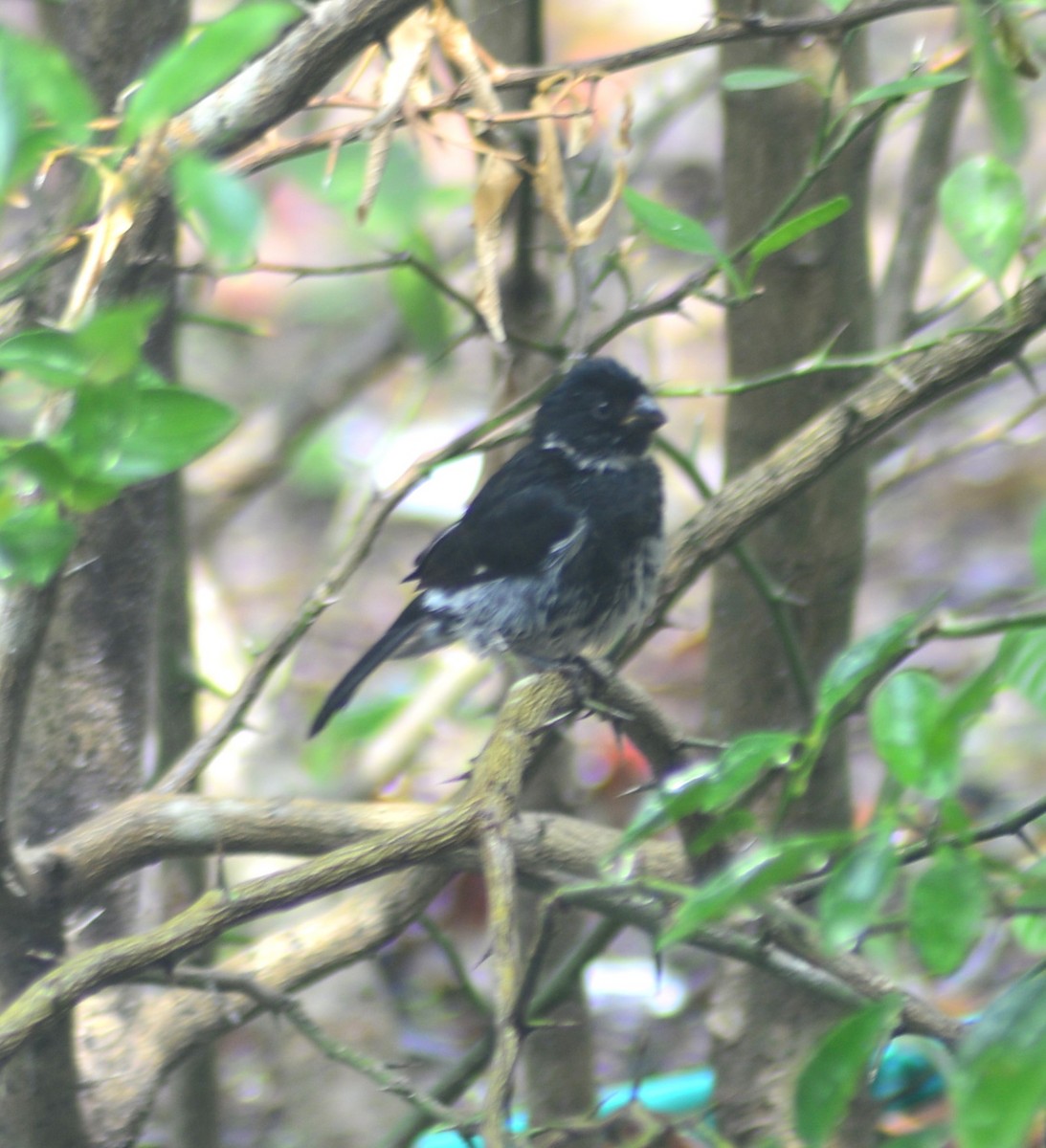 Variable Seedeater - ML575489781