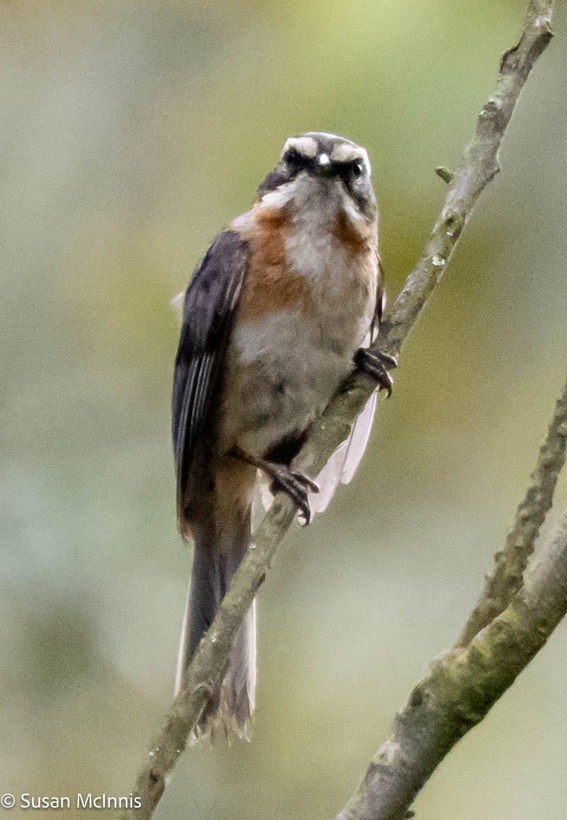 Plain-tailed Warbling Finch - Susan Mac