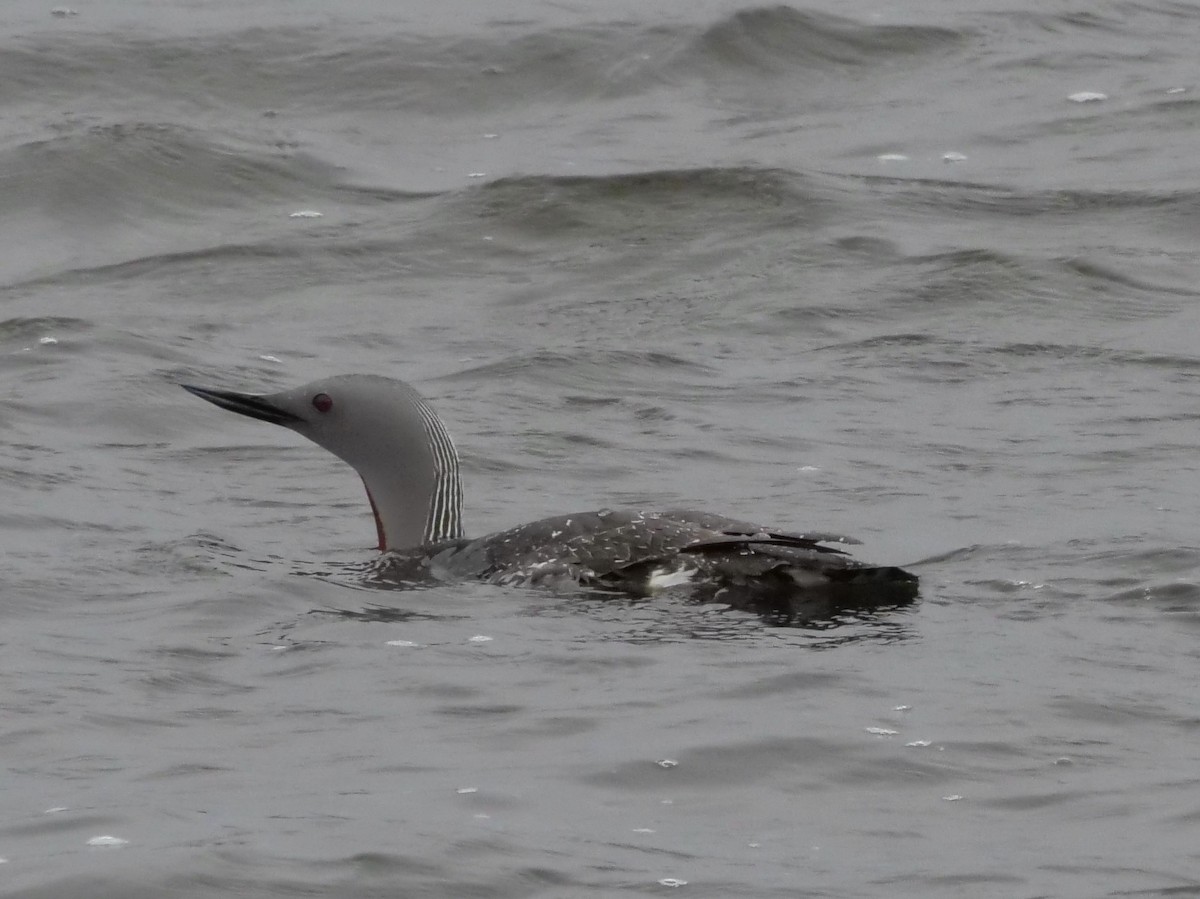 Red-throated Loon - Jan Bryant
