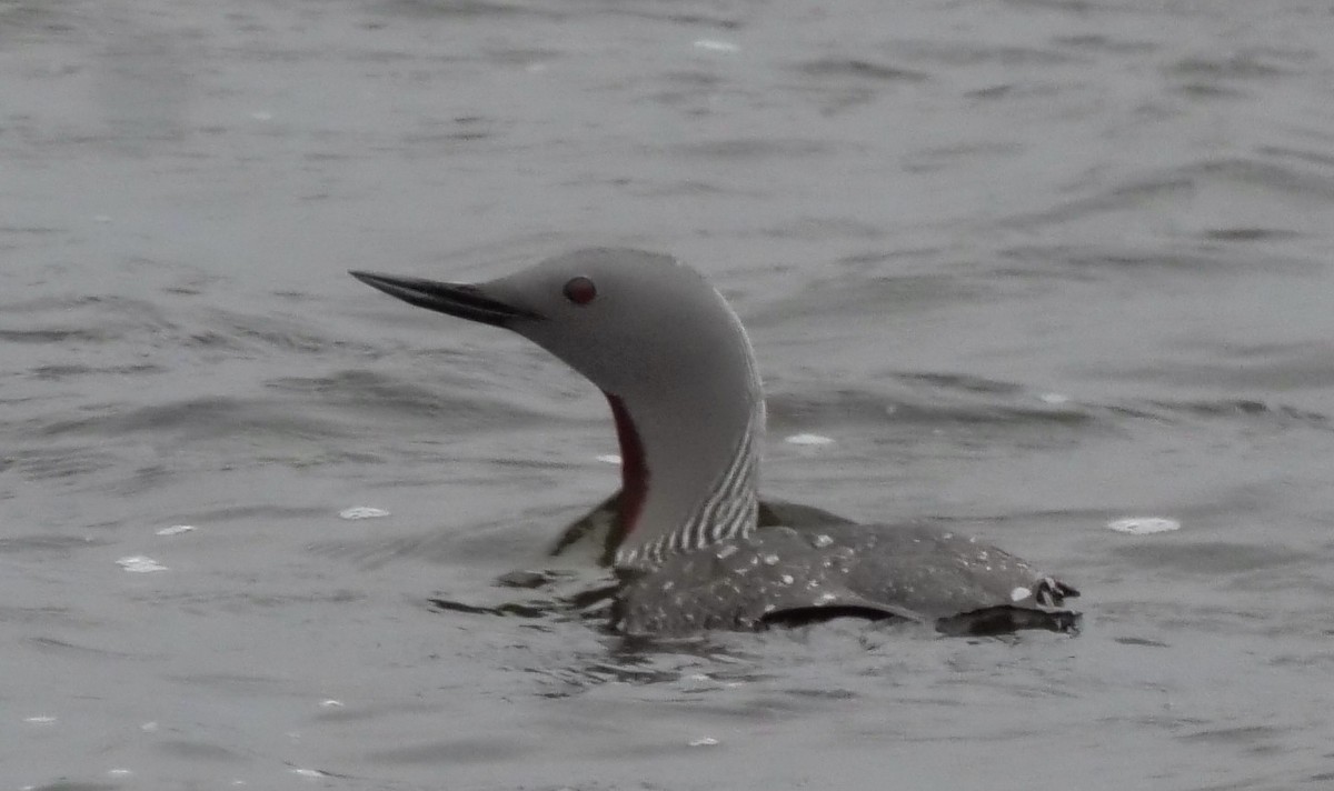 Red-throated Loon - ML575490901