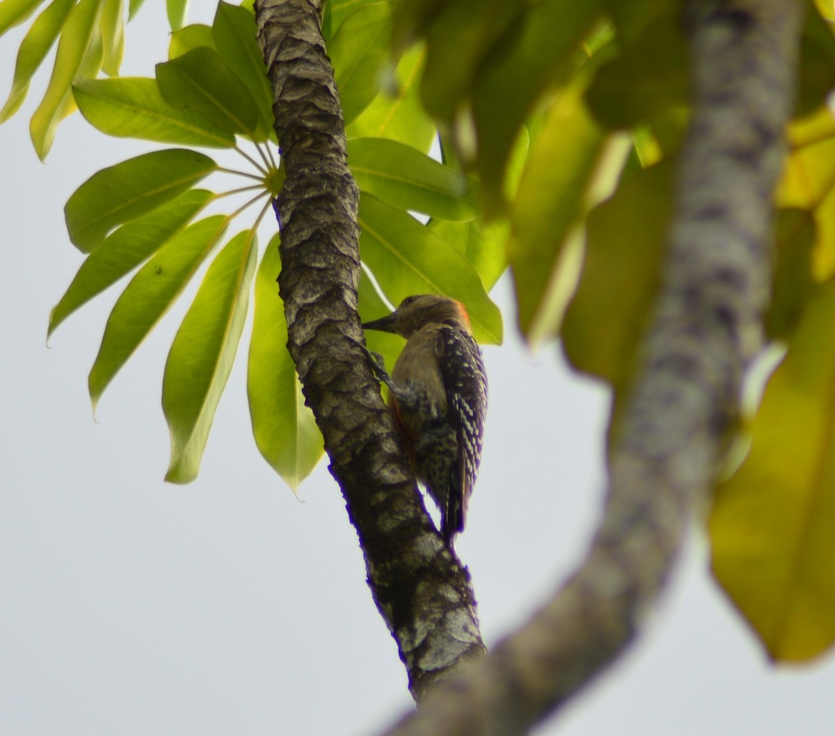Red-crowned Woodpecker - ML575490941