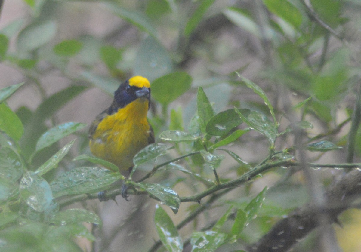 Thick-billed Euphonia - Mary Anne Fluke