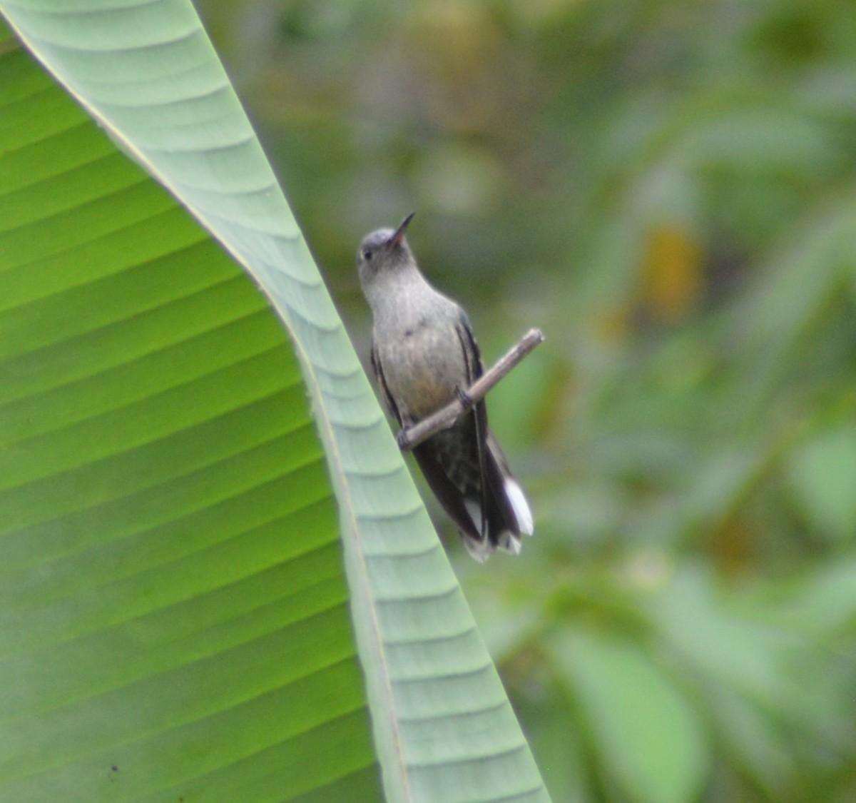 Scaly-breasted Hummingbird - Mary Anne Fluke