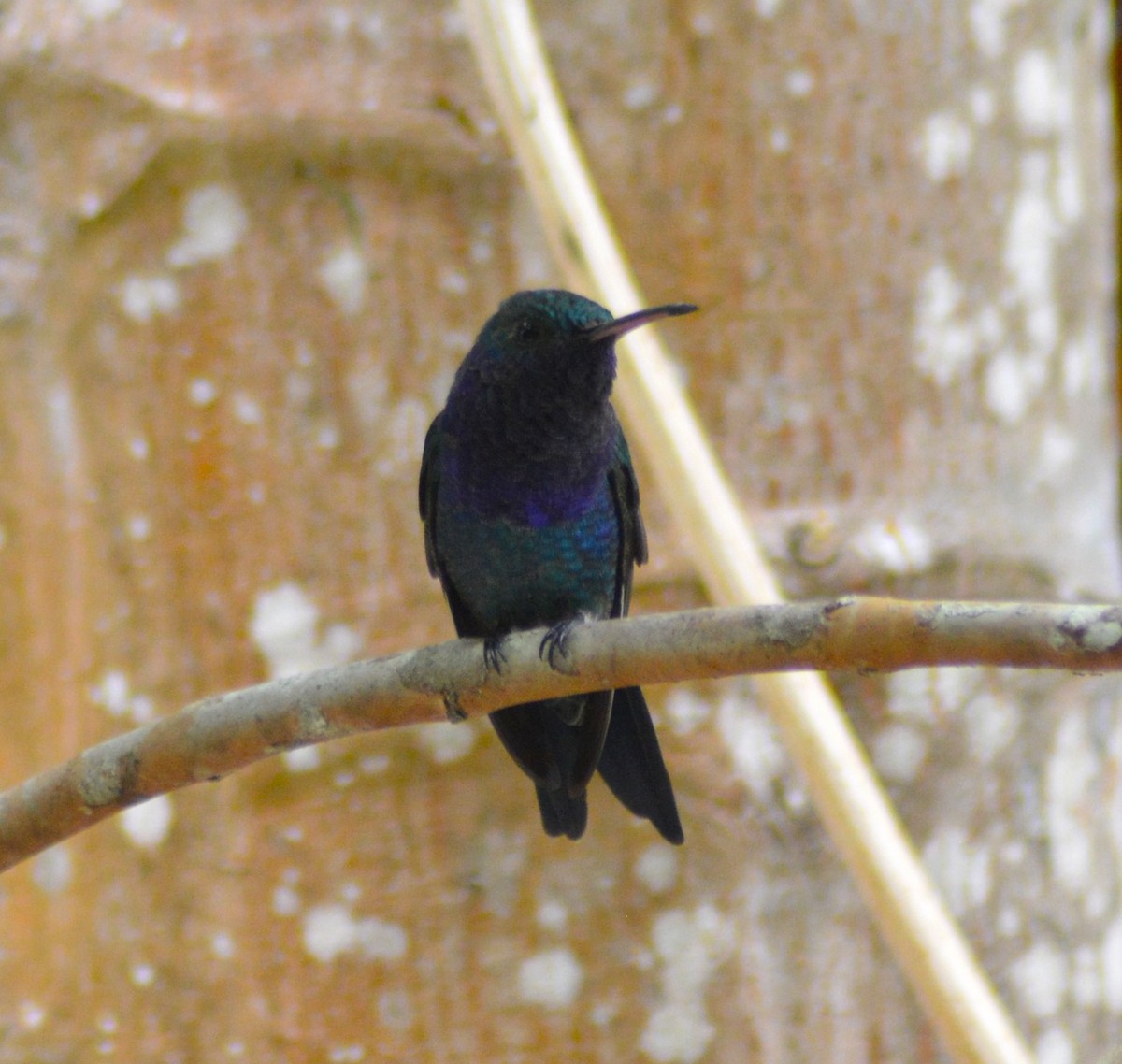 Sapphire-throated Hummingbird - Mary Anne Fluke