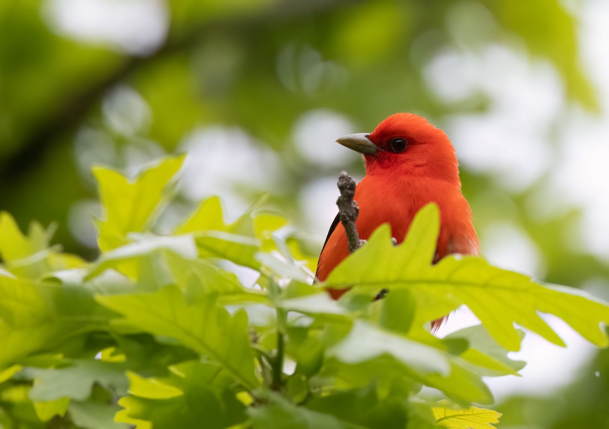 Scarlet Tanager - ML575493451