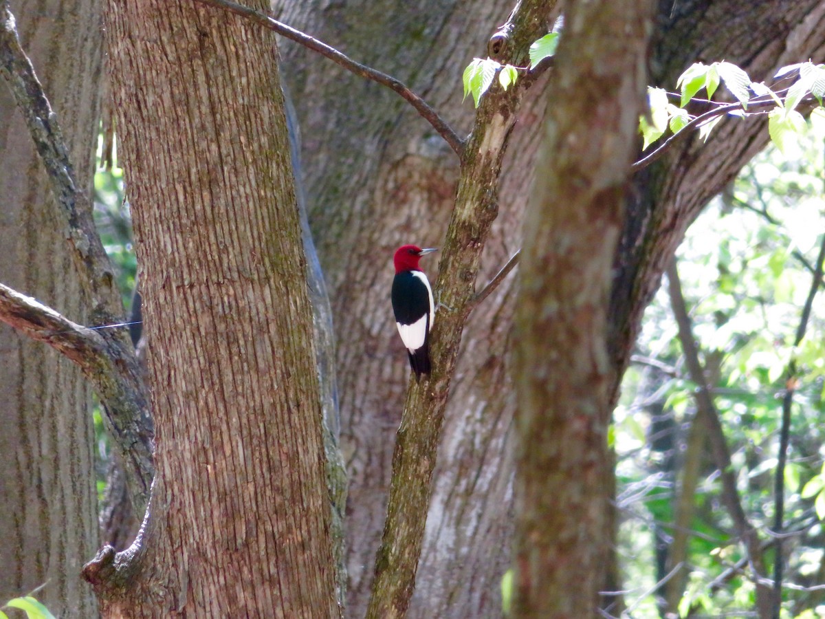 Red-headed Woodpecker - ML57549501