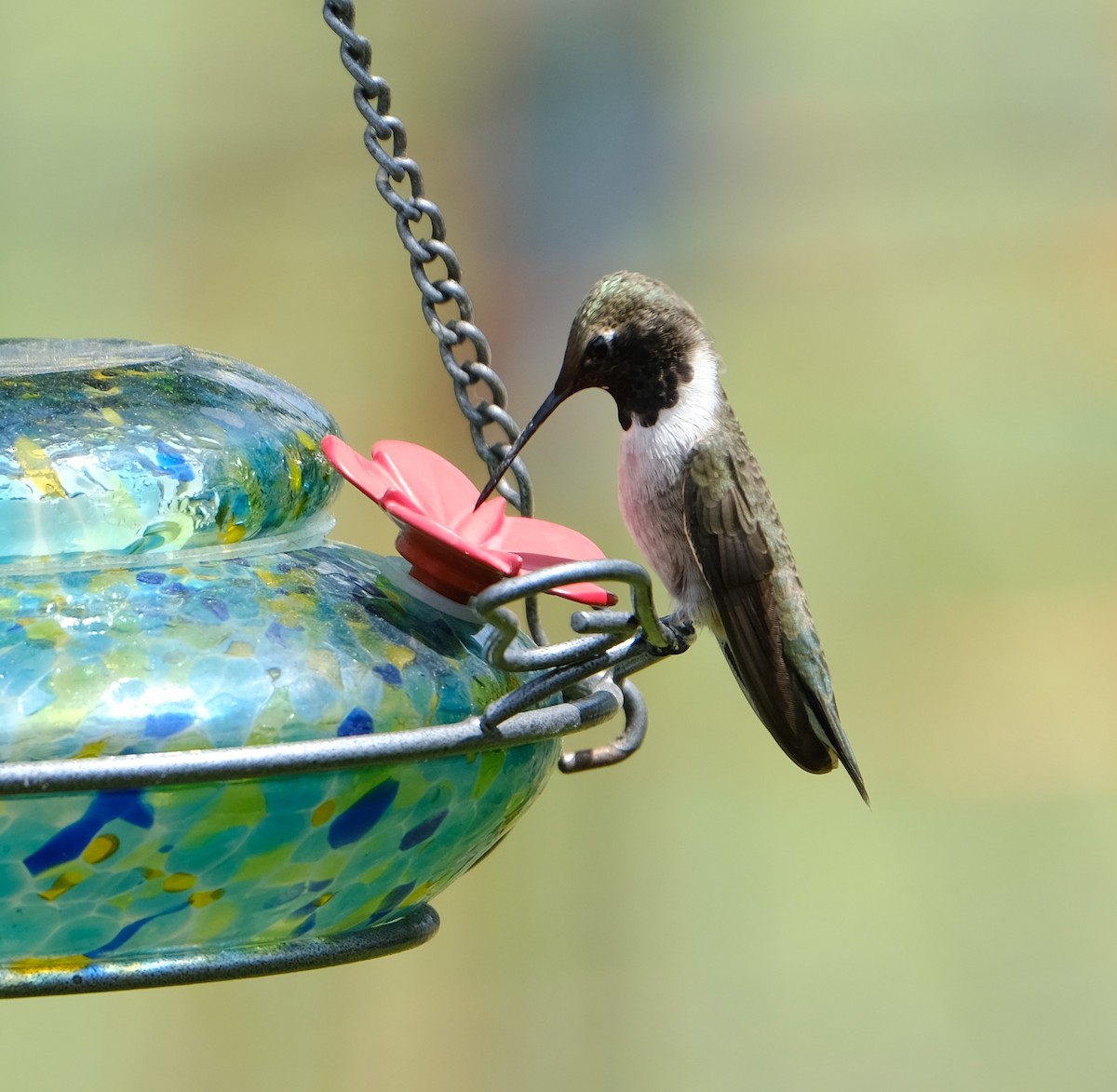 Black-chinned Hummingbird - Maggie  Ryan