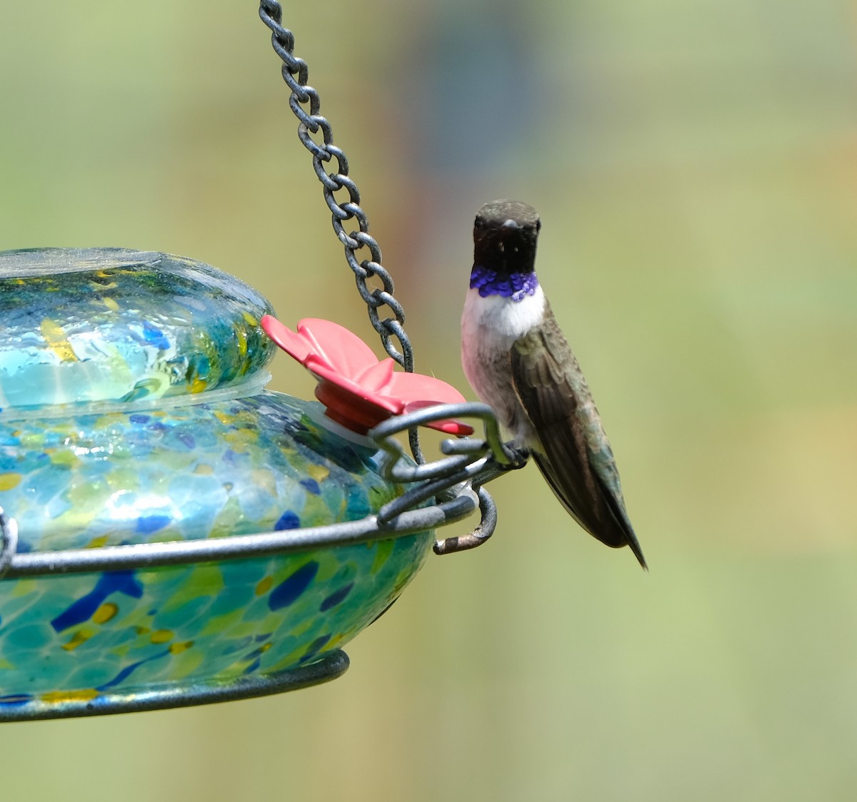 Black-chinned Hummingbird - Maggie  Ryan