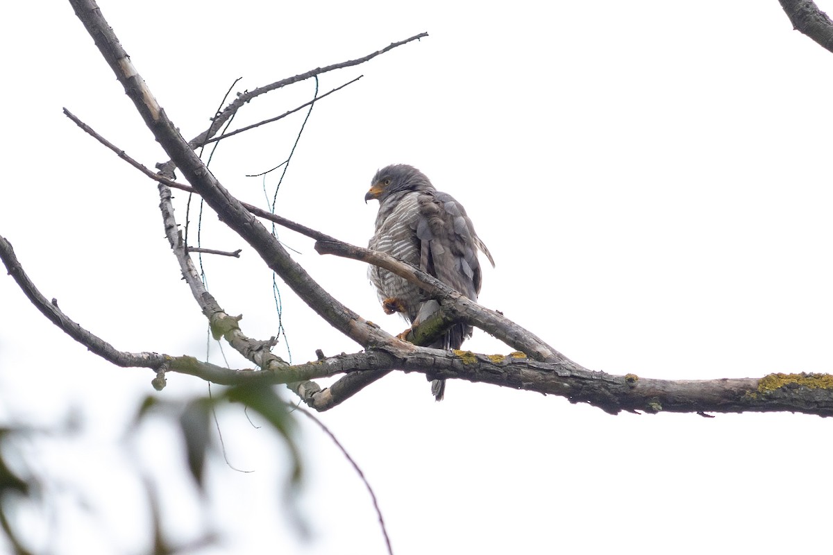 eBird Checklist - 20 May 2023 - Parque Villas del Madrigal - Molino del ...