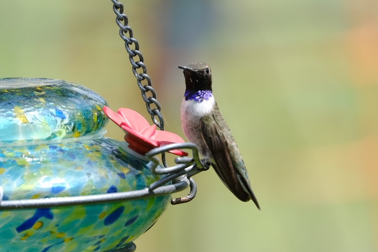 Black-chinned Hummingbird - ML575495591