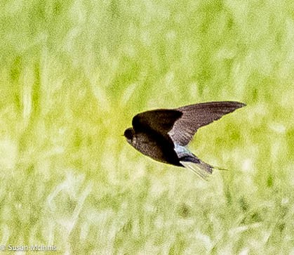 Brown-bellied Swallow - ML575497421