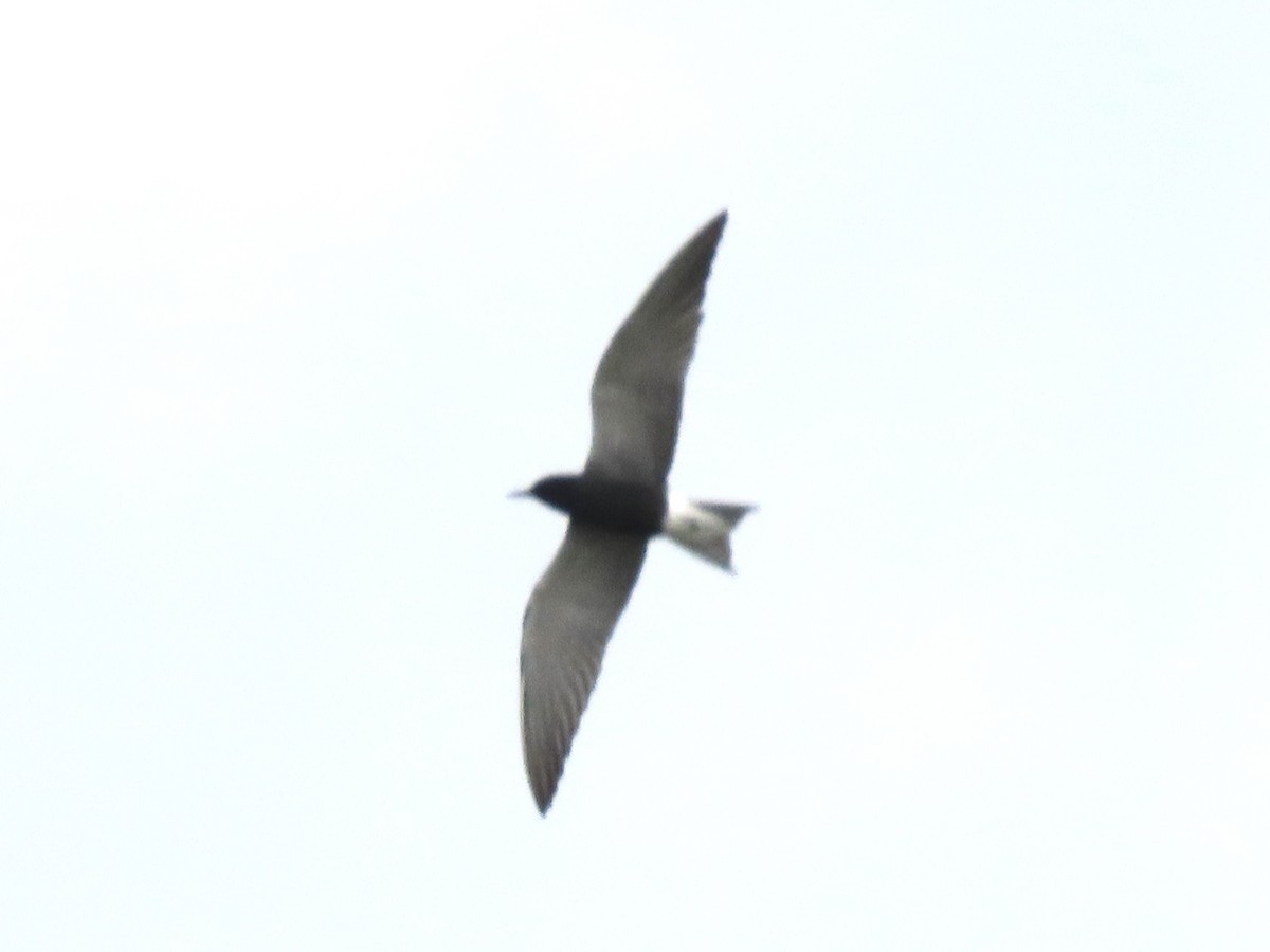 Black Tern - ML575498881