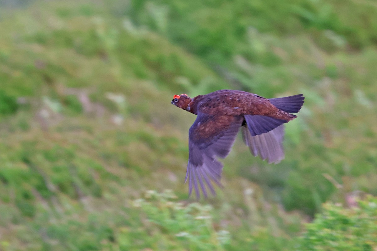 Willow Ptarmigan (Red Grouse) - Charley Hesse TROPICAL BIRDING