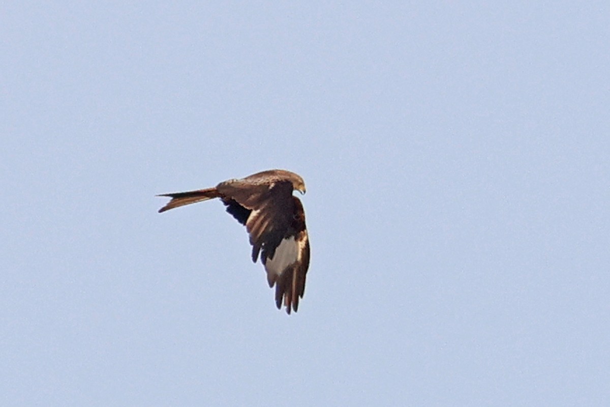 Red Kite (Red) - Charley Hesse TROPICAL BIRDING