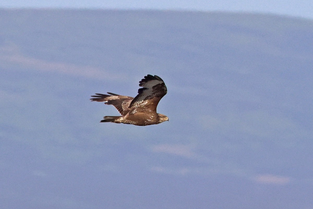 Common Buzzard (Western) - Charley Hesse TROPICAL BIRDING