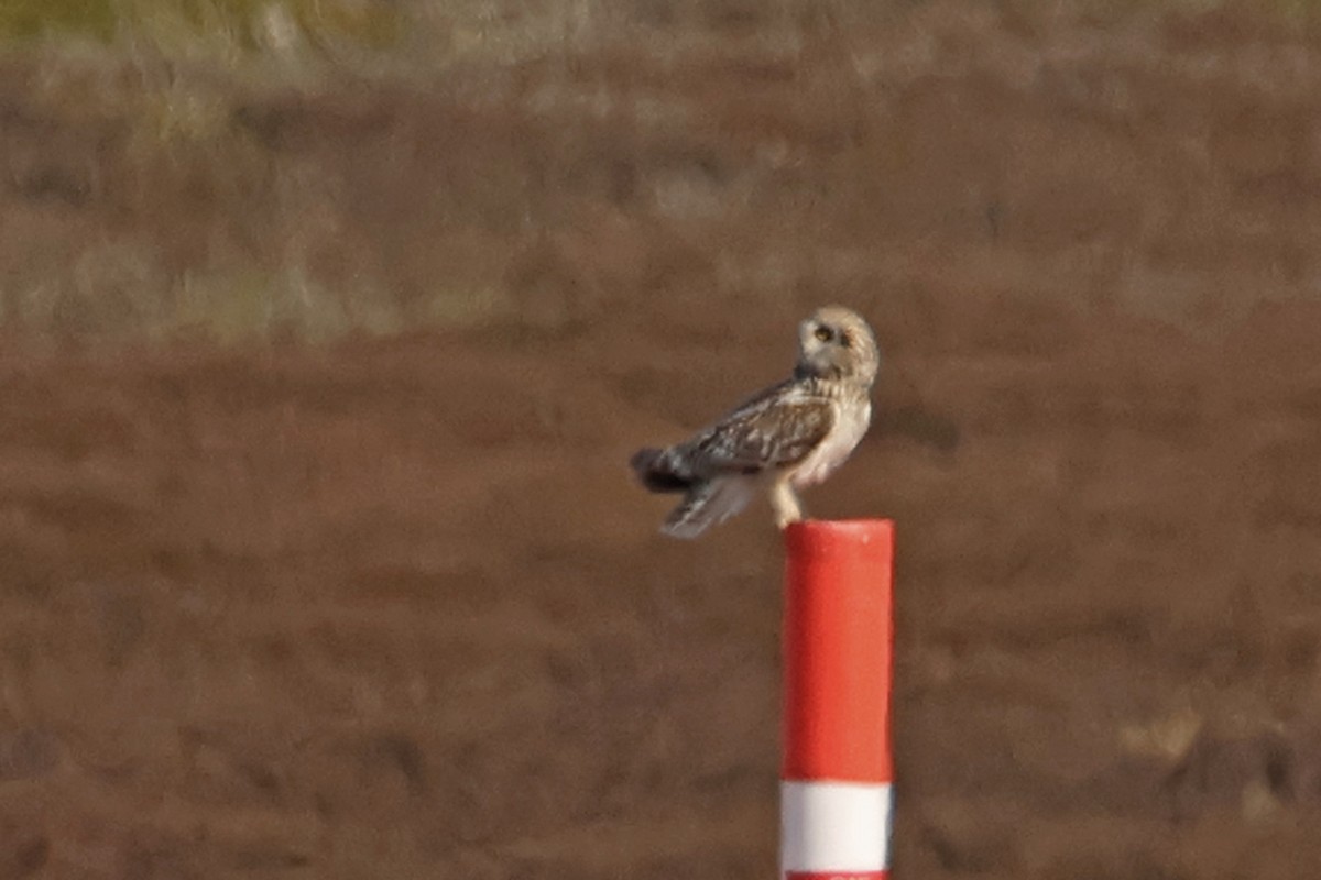 Short-eared Owl (Northern) - ML575501141