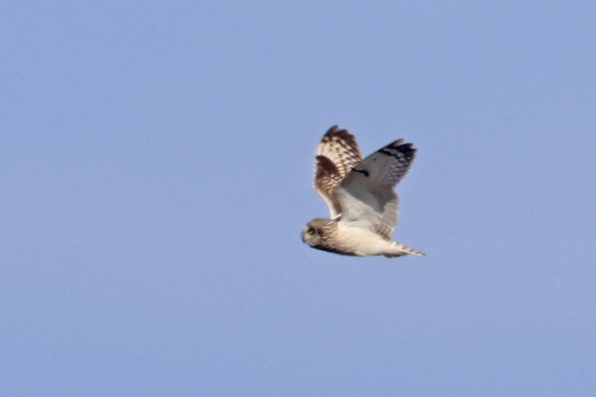 Short-eared Owl (Northern) - ML575501151