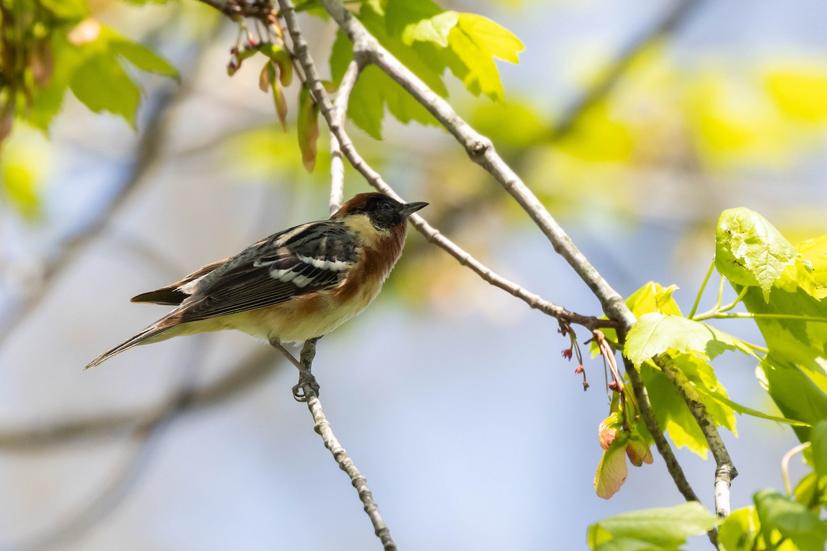 Bay-breasted Warbler - ML575501451