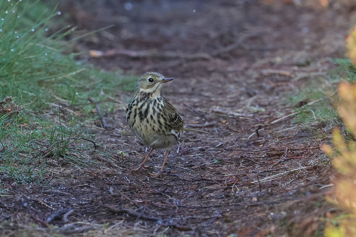 Meadow Pipit - Charley Hesse TROPICAL BIRDING
