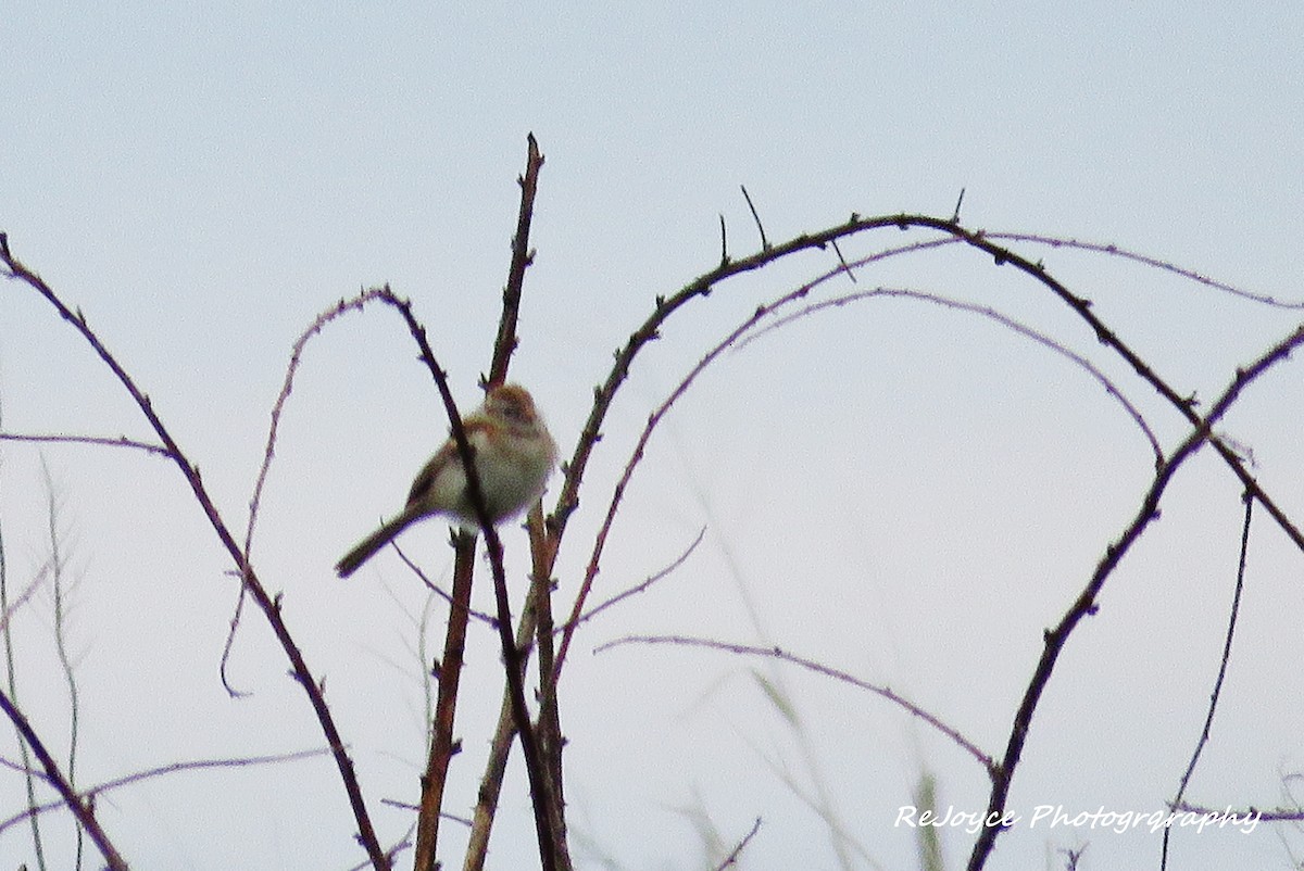 Field Sparrow - ML57550351