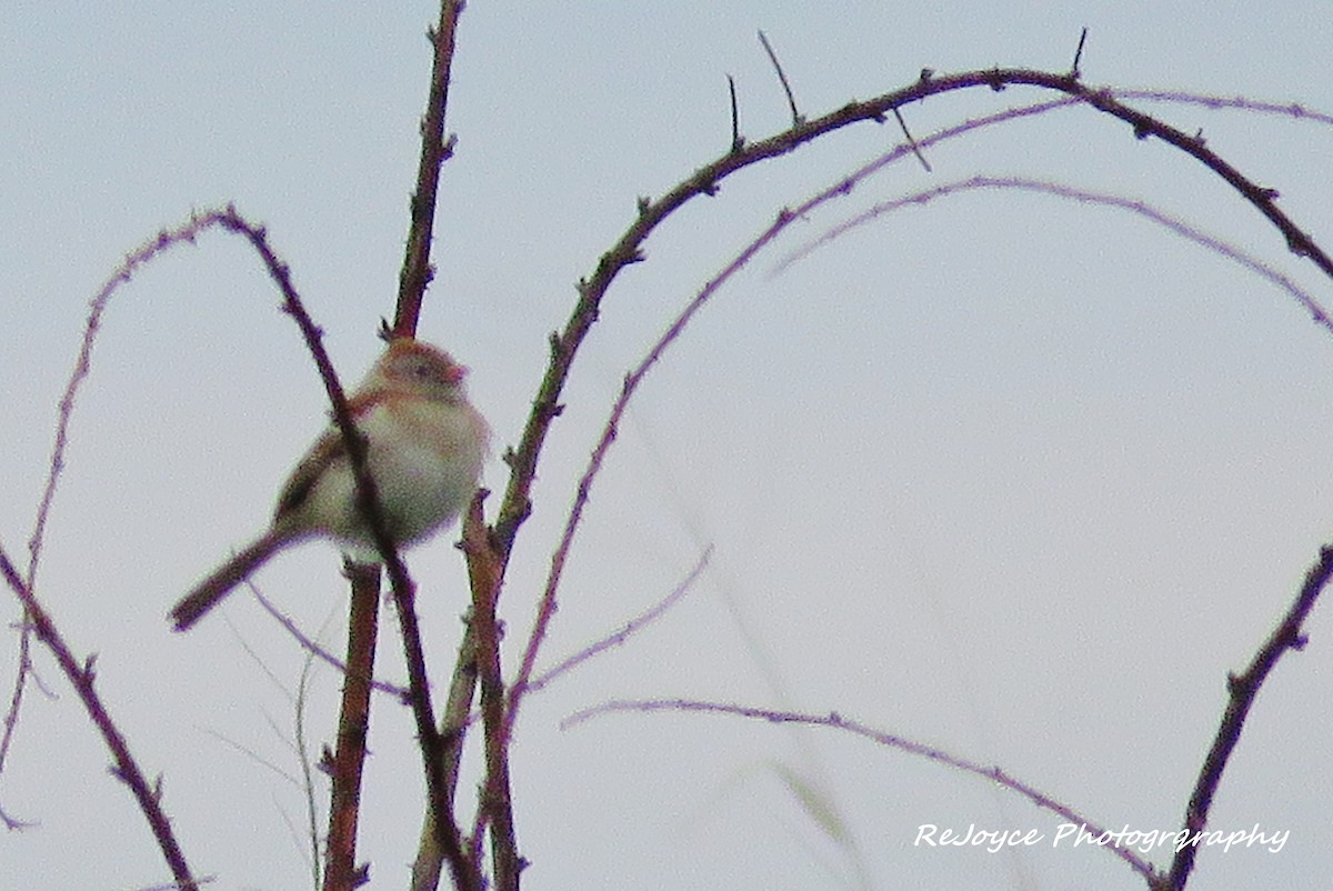 Field Sparrow - ML57550361