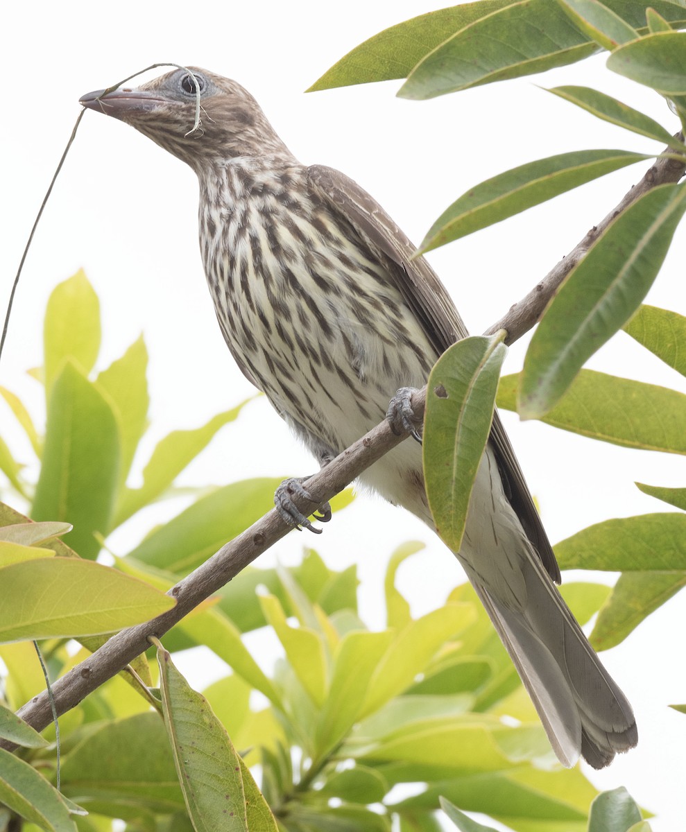 Australasian Figbird - ML575505231