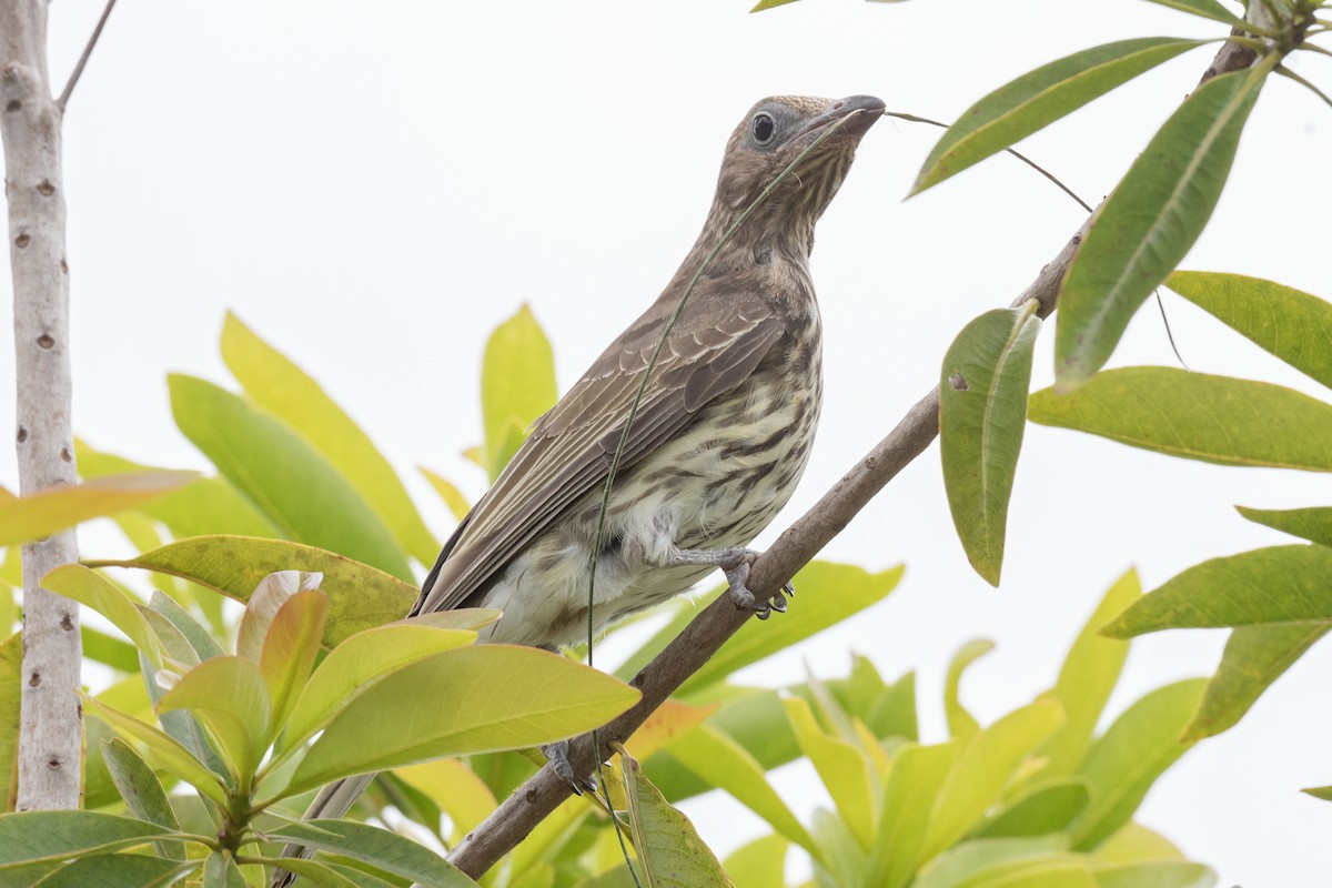 Australasian Figbird - ML575505241