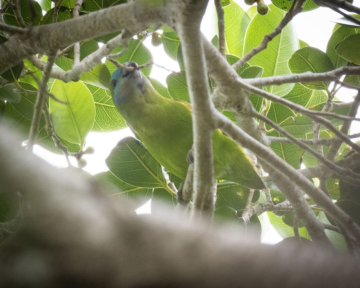 Double-eyed Fig-Parrot - ML575505591