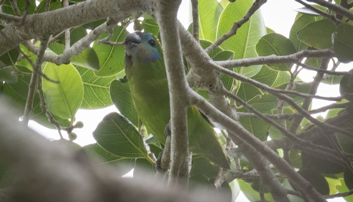 Double-eyed Fig-Parrot - ML575505601