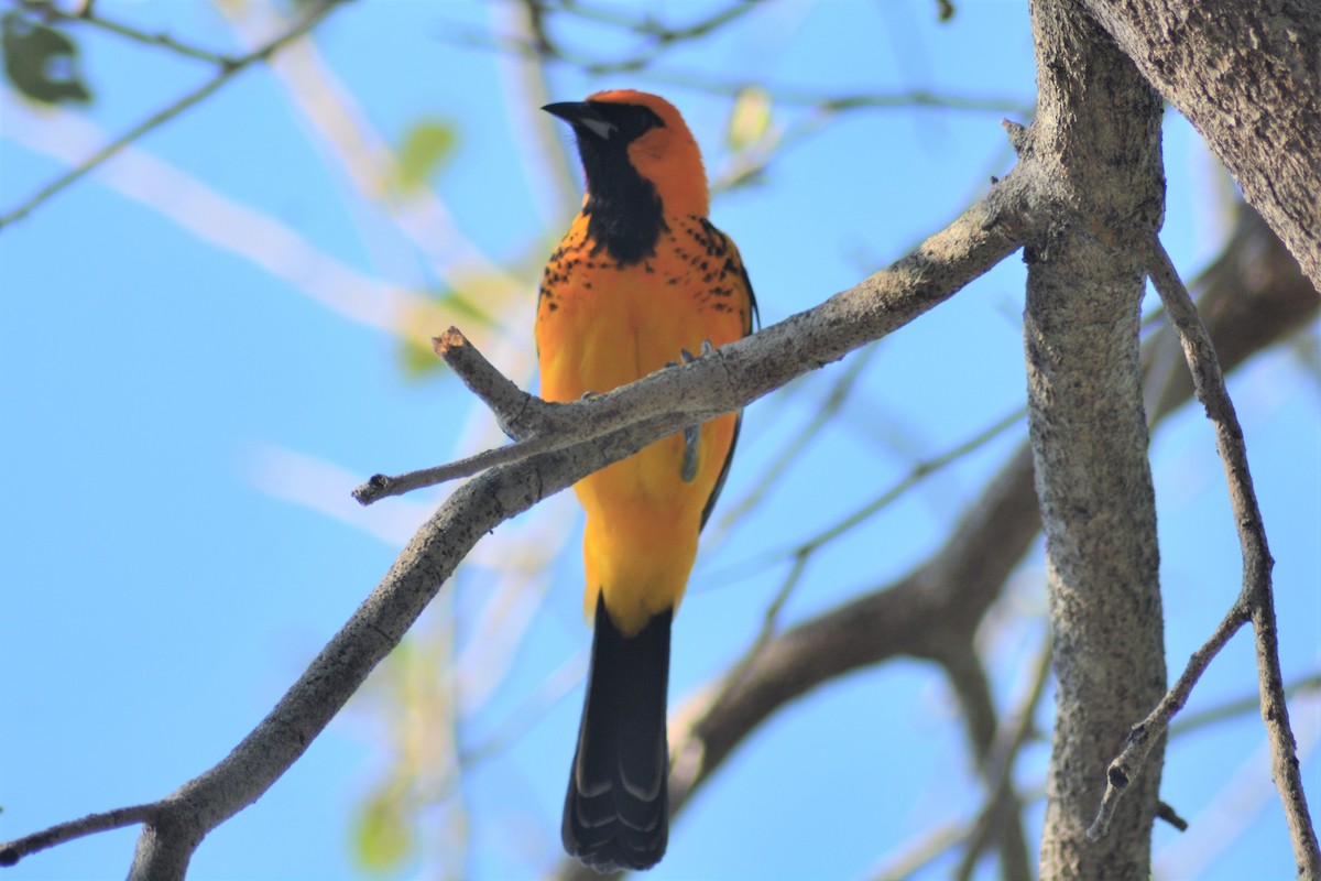 Spot-breasted Oriole - ML57550681