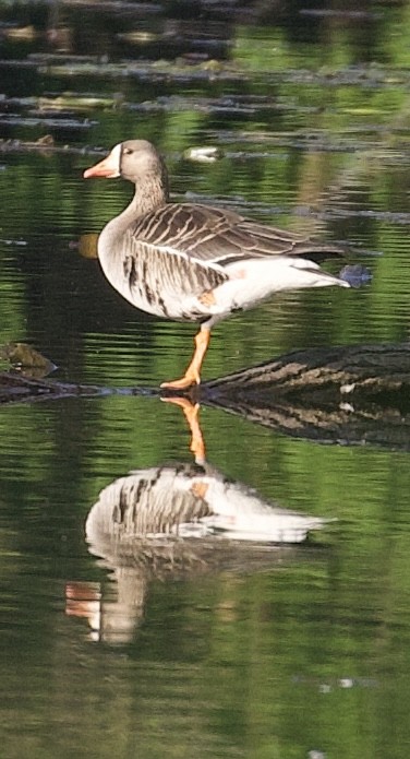 Greater White-fronted Goose - ML575507501