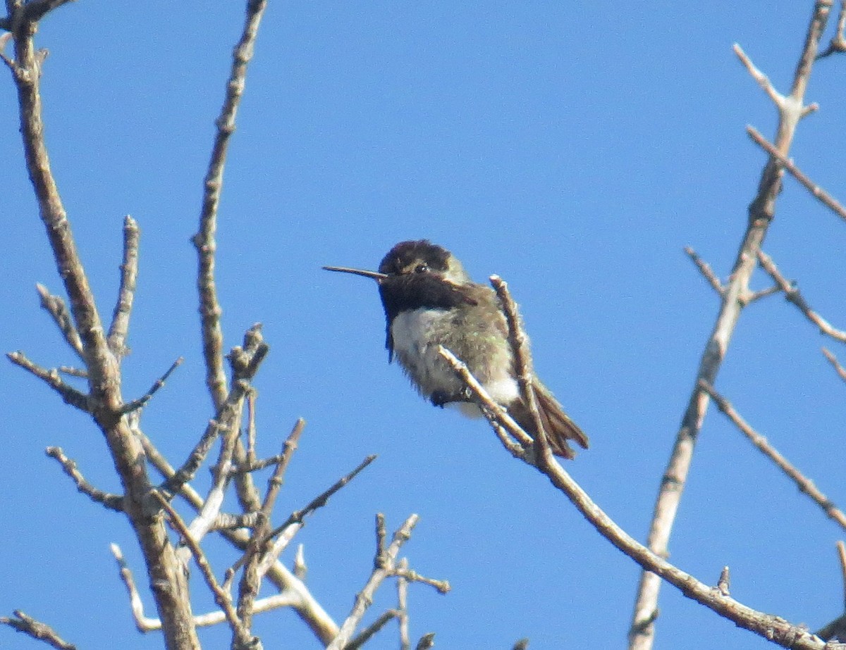Costa's Hummingbird - ML575509871