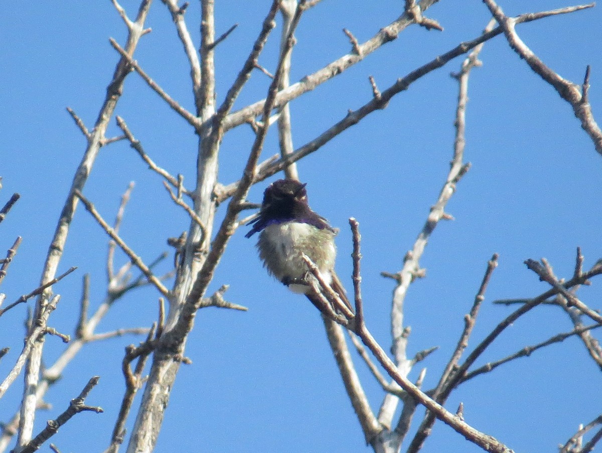 Costa's Hummingbird - ML575509881