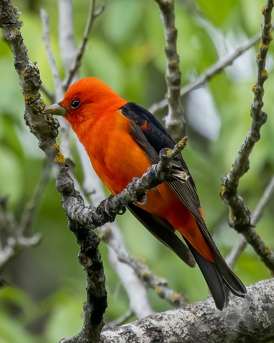 Scarlet Tanager - ML575524791