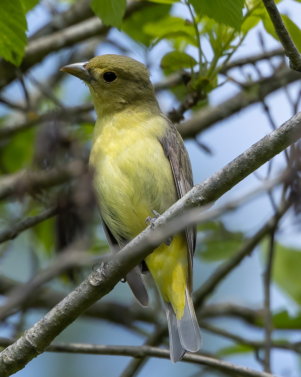 Scarlet Tanager - ML575524811