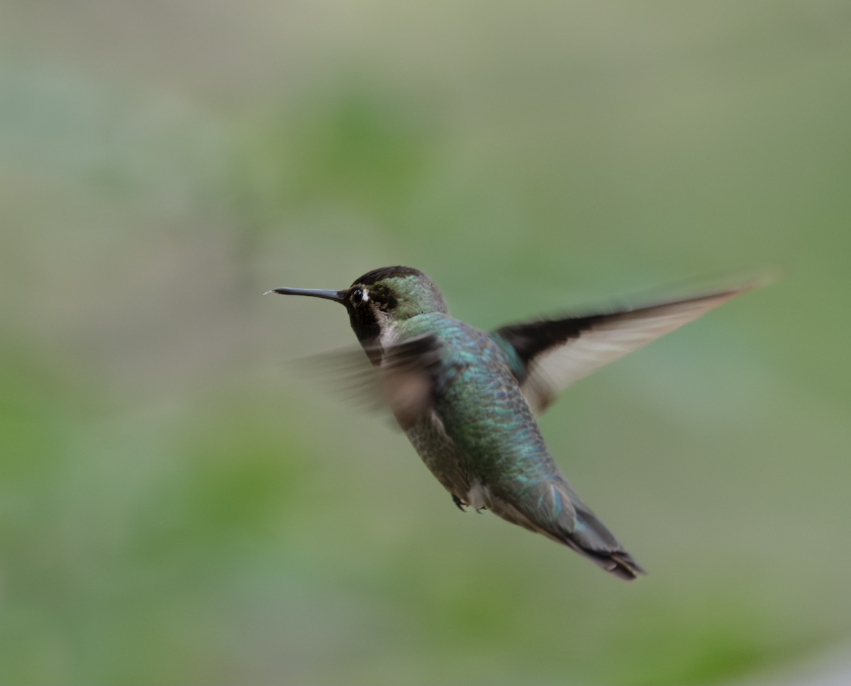 Anna's Hummingbird - ML575525951