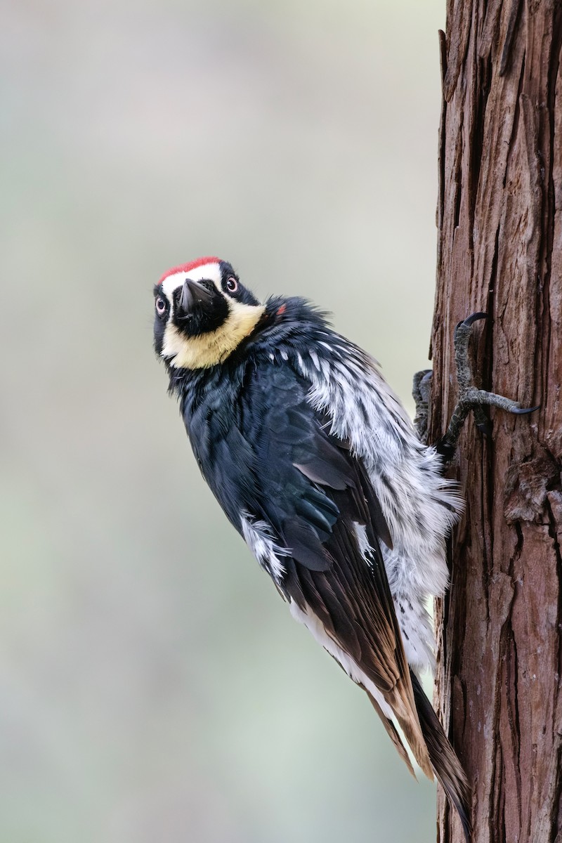 Acorn Woodpecker - ML575526501