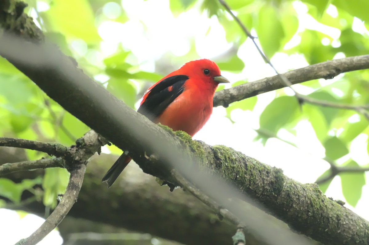 Scarlet Tanager - ML575527141