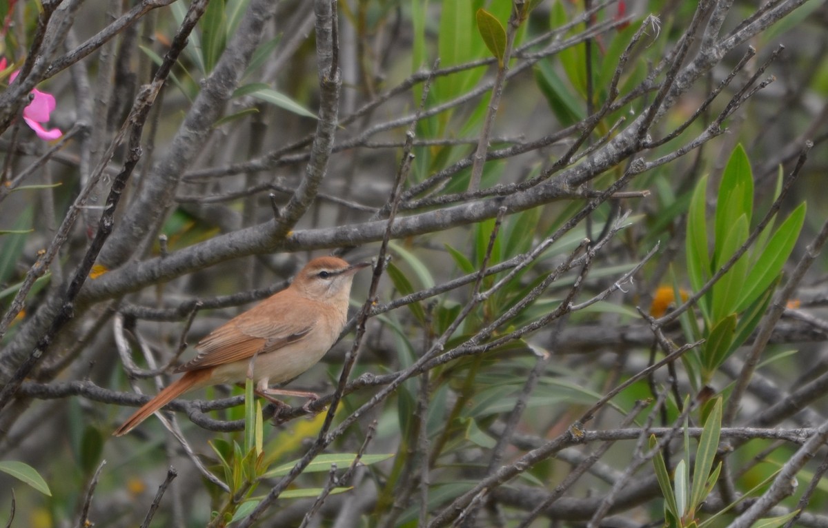 Rufous-tailed Scrub-Robin (Rufous-tailed) - ML57552731