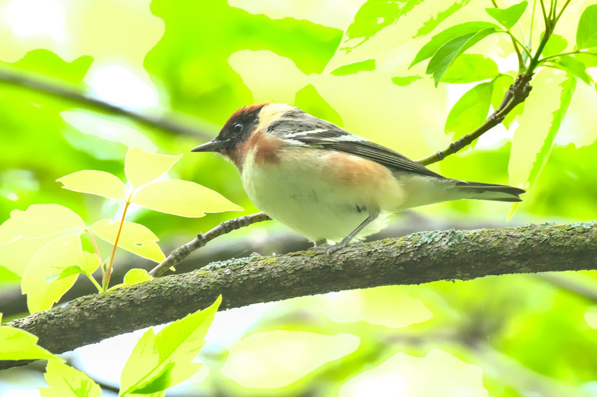 Bay-breasted Warbler - ML575528161